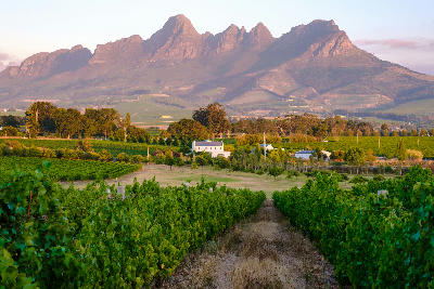 Rows of vineyard vines with a farmhouse and the Helderberg mountains at sunset in the Stellenbosch wine region, Western Cape, South Africa.