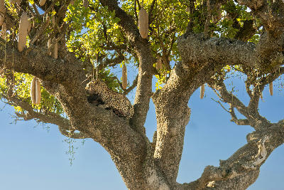 Leopard feeding on a cached kill in a sausage tree in Seronera Valley, Serengeti National Park, Tanzania.