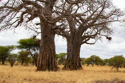 Two giant baobab trees standing in the savanna of Tarangire National Park, Tanzania.