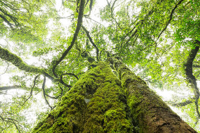 Moss-covered indigenous forest tree rising into a dense green canopy in Woodbush Forest, Magoebaskloof, Limpopo, South Africa.