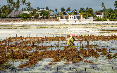 Woman harvesting seaweed from traditional seaweed farms on the tidal flats of Jambiani Beach, Zanzibar, Tanzania.