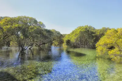 Mangrove trees growing in the clear shallow waters of Currambene Creek near Huskisson.