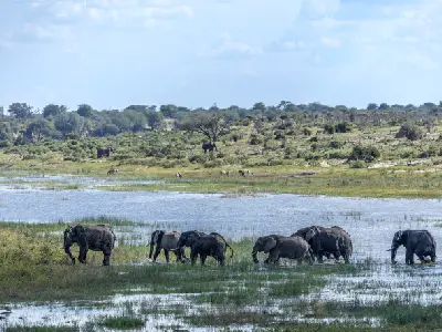 African bush elephants crossing the Boteti River in Makgadikgadi Pans National Park, Botswana.