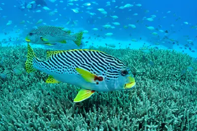 Yellow-banded sweetlips swimming above branching coral at Agincourt Reefs, Great Barrier Reef, Queensland, Australia.