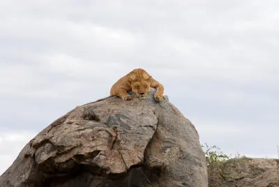 Lioness resting on a granite kopje at Moru Kopjes in Serengeti National Park, Tanzania.