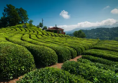 Lush green tea plantations arranged in curved rows across the hills of Haremtepe Çeçeva village in Rize, Turkey.