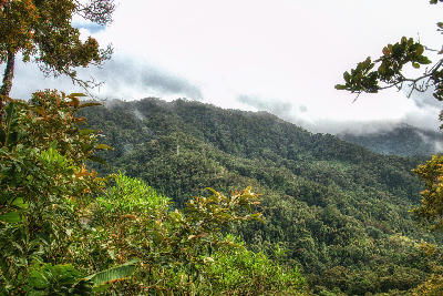 Misty tropical rainforest hills and dense forest canopy in Ranomafana National Park, Madagascar.