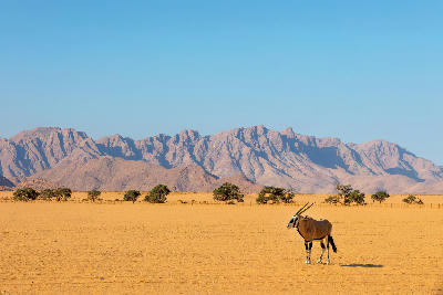 Oryx standing on an open desert plain near Sesriem with rugged mountains in the background in Namibia.