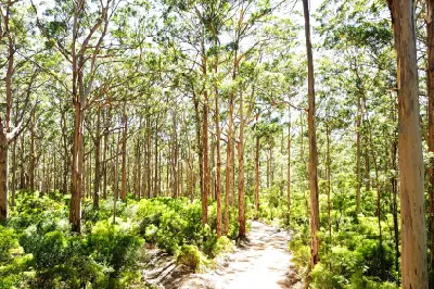 Forest road through tall karri trees and green undergrowth in Boranup Karri Forest, Western Australia.