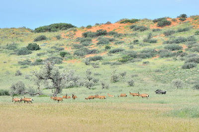 Red hartebeest grazing below red sand dunes and seasonal grasslands in Kgalagadi Transfrontier Park.