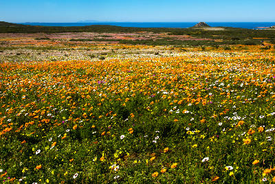Vast spring wildflower fields in bloom across Postberg Wildflower Reserve in West Coast National Park, with the Atlantic Ocean visible in the distance.