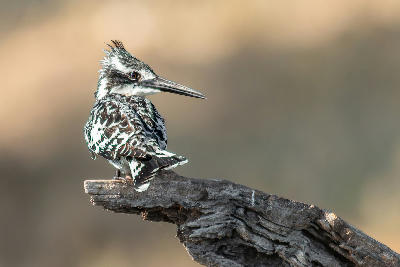 Pied kingfisher resting on a weathered tree branch in the Chobe & Linyanti wetlands of northern Botswana.