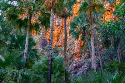 Tall palms and dense tropical vegetation framed by glowing red rock cliffs in El Questro Gorge.