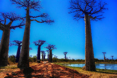 Towering baobab trees line the red dirt road of the Avenue of the Baobabs near Morondava in western Madagascar under a deep blue sky