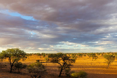 Storm clouds gathering above open Kalahari plains and scattered camel thorn trees in Kgalagadi Transfrontier Park.