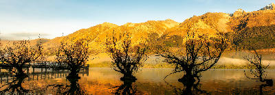 Willow trees standing in shallow water along Lake Wakatipu near Glenorchy with mountains lit by golden evening light, South Island, New Zealand.