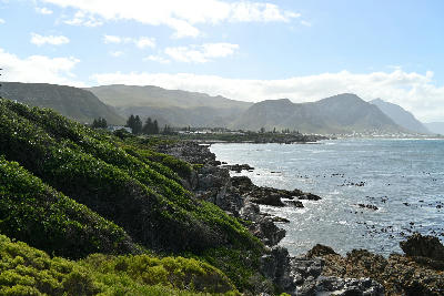 Coastal fynbos and rocky shoreline along Walker Bay beneath the Hermanus mountains in the Western Cape, South Africa