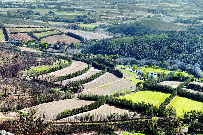 Patchwork agricultural fields and rural landscapes near Wellington, South Africa, featuring cultivated farmland, tree-lined fields, rolling hills, and Cape Winelands scenery viewed from above.