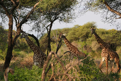 Three Masai giraffes walking through acacia woodland in Lake Manyara National Park, with dense green vegetation and scattered trees in northern Tanzania.