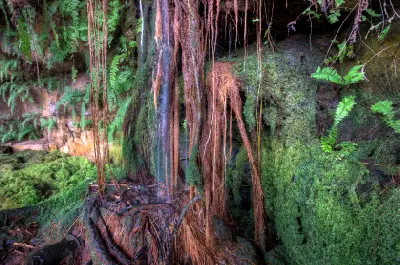 Ferns, moss and hanging roots thrive beneath the shaded rock overhang behind Little Mertens Falls on the Mitchell Plateau.