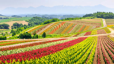 Colourful flower rows forming striped patterns across sloping farmland at Shikisai no Oka in Biei Hokkaido Japan