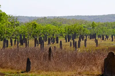 Field of tall, narrow magnetic termite mounds scattered across dry golden grassland, with green eucalyptus woodland and low hills in the background, Litchfield National Park, Northern Territory, Australia.