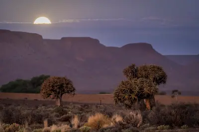Moonrise over quiver trees at Gannabos Quiver Tree Forest near Nieuwoudtville in the Northern Cape, South Africa.