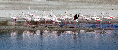 Flock of greater flamingos wading through the estuary at Groenriviersmond in Namaqua National Park, Northern Cape, South Africa.