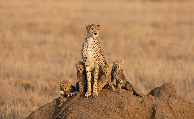 Cheetah mother with four cubs on a termite mound in Serengeti National Park, Tanzania.