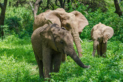 Elephant family feeding among the dense vegetation of the Groundwater Forest in Lake Manyara National Park, Tanzania.