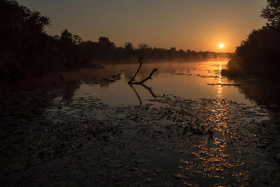 Sunrise at Lake Panic in Kruger National Park with hippos, water lilies, mist and a dead tree reflected in the water.