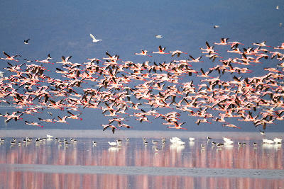 Large flock of pink flamingos flying above the reflective waters of Lake Manyara in Tanzania.