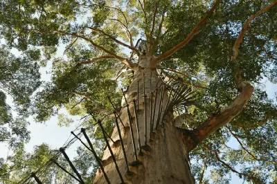 Looking up the trunk of Gloucester Tree with metal climbing pegs spiralling through the canopy near Pemberton, Western Australia.