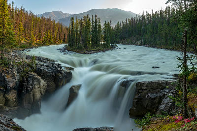 Sunwapta Falls cascading over rocky canyon surrounded by forest at sunrise in Jasper National Park, Alberta, Canada