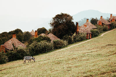Luxury safari lodge with traditional thatched cottages and a grazing zebra in the rolling landscapes of Tanzania's Northern Safari Circuit.