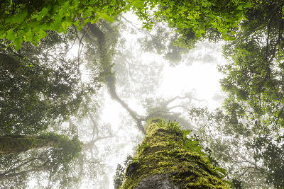 Moss-covered indigenous forest tree disappearing into mist in Woodbush Forest, Magoebaskloof, Limpopo, South Africa.
