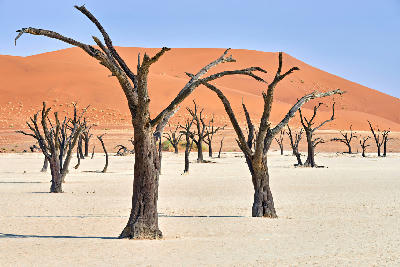 Blackened dead camel thorn trees scattered across the pale cracked floor of Deadvlei beneath massive orange dunes and a clear blue sky in Namibia.