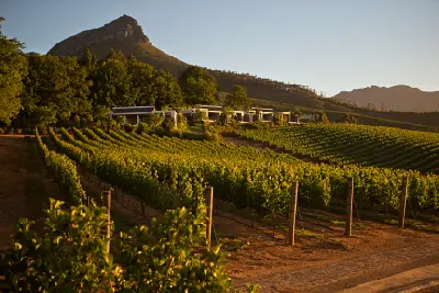 Vineyard rows at Delaire Graff Estate with estate buildings set beneath the Simonsberg mountains in the Cape Winelands.