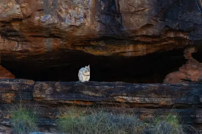 Rock wallaby perched on a sandstone ledge beneath a deep rock overhang in Chamberlain Gorge.