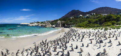 Boulders Beach, Simon’s Town, Cape Town, South Africa