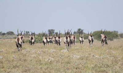 Herd of gemsbok (Oryx gazella) walking across the open plains of the Central Kalahari Game Reserve, Botswana.