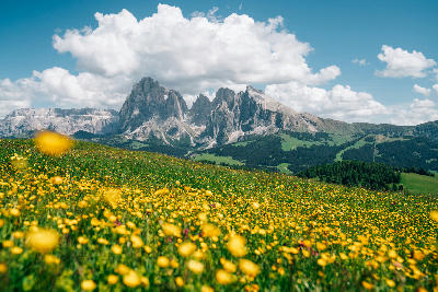 Alpe di Siusi in the Dolomites, with the Langkofel Group rising behind alpine meadows and foreground flowers in Trentino–Alto Adige, Italy.