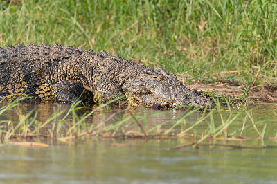 Nile crocodile resting beside a channel at Xakanaxa in Moremi Game Reserve, Botswana.