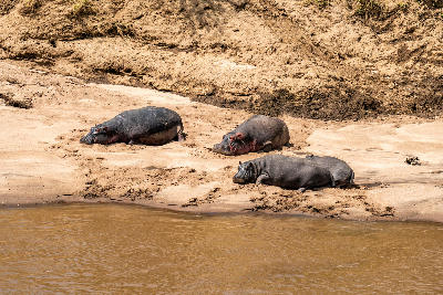 Hippos resting on the sandy banks of the Sabie River near Skukuza Rest Camp in Kruger National Park, South Africa.