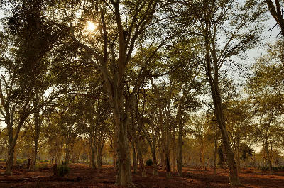 Fever trees near Pafuri Picnic Site in the northern Kruger National Park.