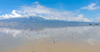 Lesser flamingos flying and feeding across the reflective waters of Lake Natron beneath the Great Rift Valley escarpment in northern Tanzania.