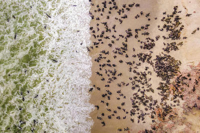Top-down aerial photograph of a large Cape fur seal colony beside ocean surf at Cape Cross Seal Reserve in Namibia.
