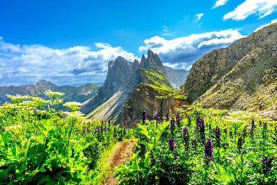 Hiking trail through wildflowers leading toward the peaks of Seceda in the Dolomites, South Tyrol, Italy.