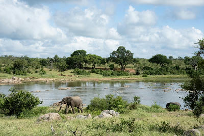 Elephants walking beside the Crocodile River in southern Kruger National Park, South Africa, with riverine vegetation and open bushveld landscapes.