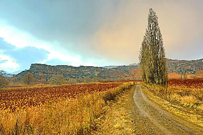 Farm road, poplar trees and sandstone mountains in the rural landscapes around Clarens in South Africa's Eastern Highlands.